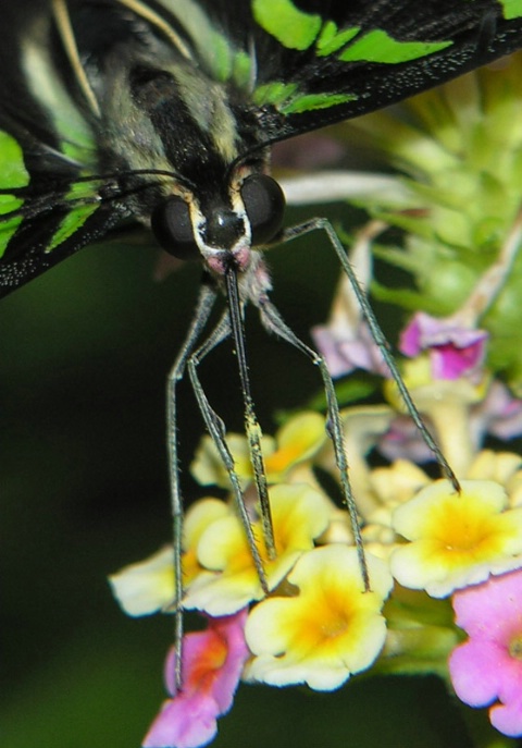 Butterfly Macro II