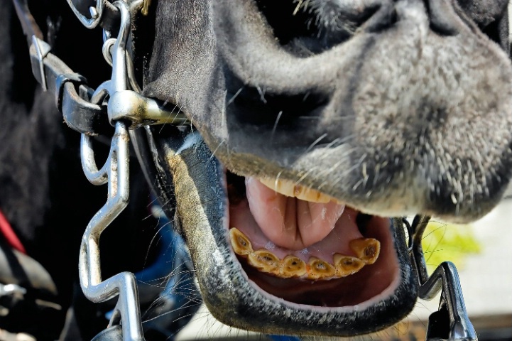 Horse's Mouth