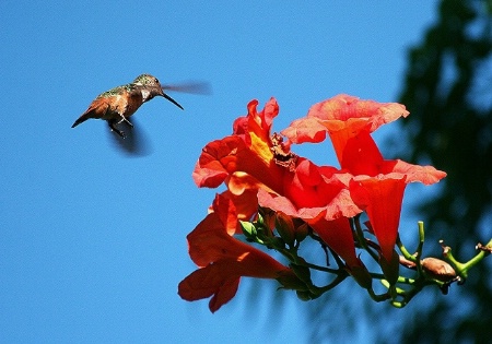 Hummingbird and Trumpet II