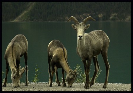 Horn rock sheep