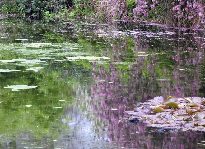 Reflections #1, Kew Gardens