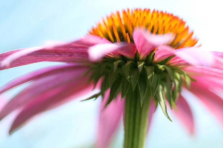 Coneflower