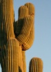 Sunkissed Saguaro