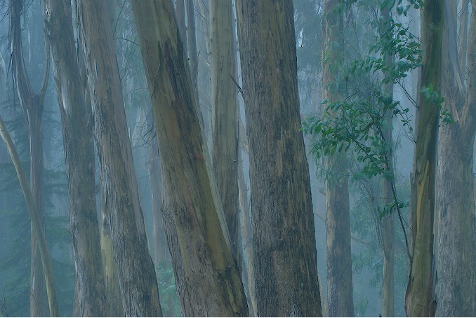 Eucalyptus & Fog