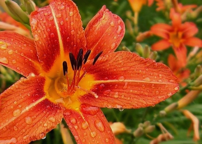 Lily In The Rain