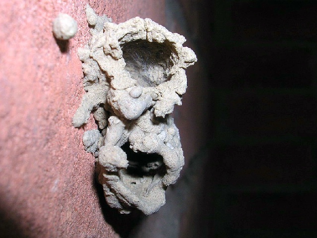 Mud Dauber Habitat