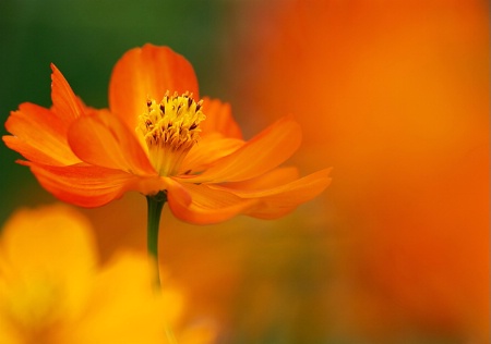 Orange flower 