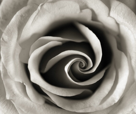 Rose curves (B&W)