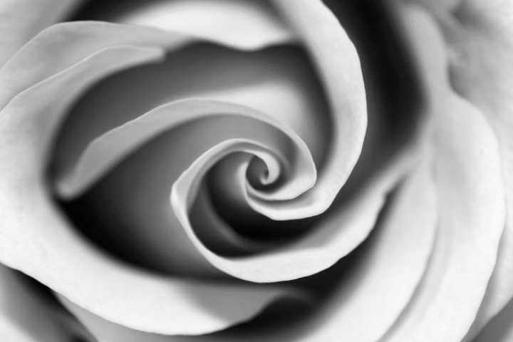 Rose curves (B&W)