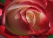 Fire Rose