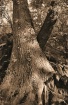 Still Standing