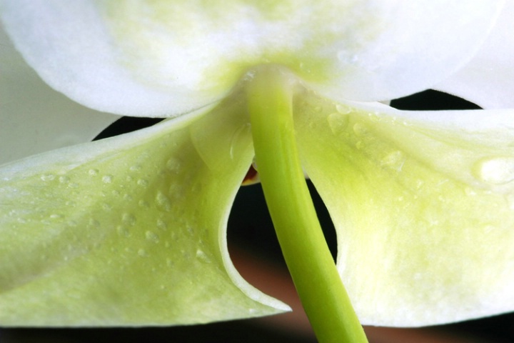 Orchid Mask