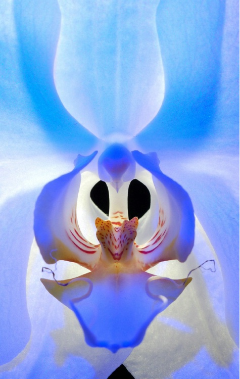 Orchid in Blue