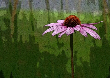 Solitary Coneflower- Modified