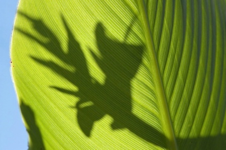 Shadow on a leaf
