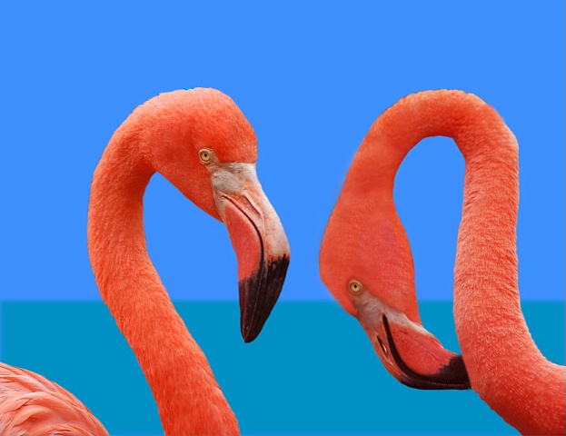 Ocean flamingo