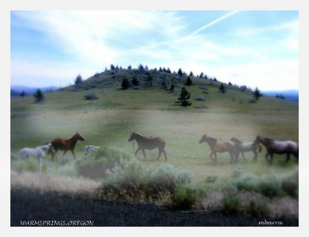wild horses in Oregon