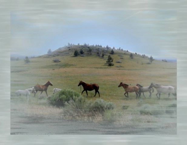 wild horses#2 in Oregon