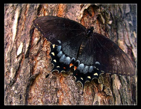 Butterfly & Tree