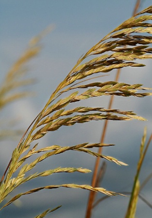 Wheat in the Wind