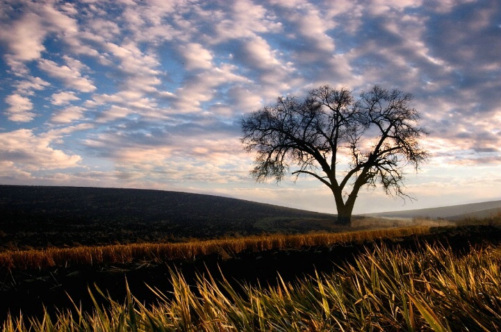 Lone Palouse Tree in Fall