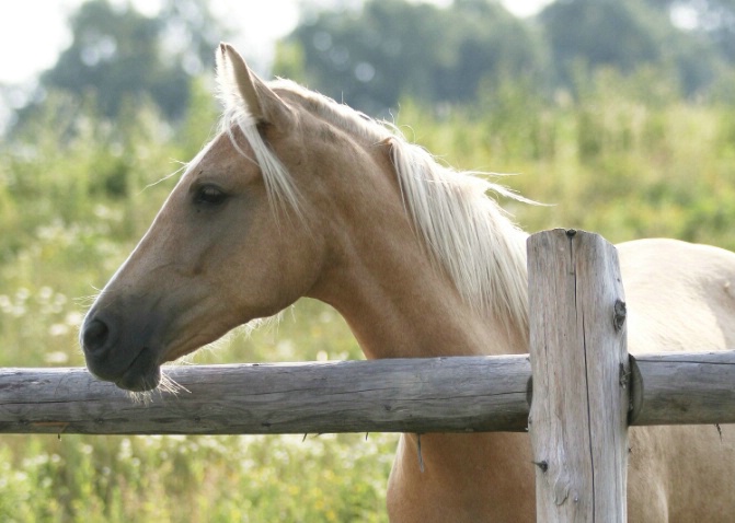 Pretty Palomino