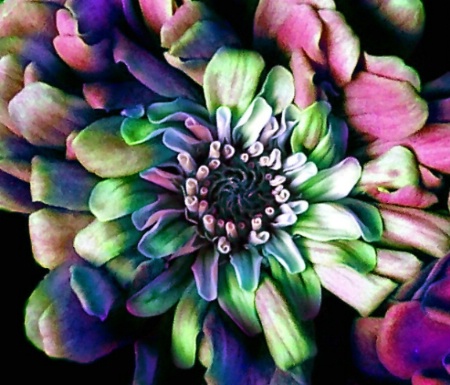 Zinnia Abstract