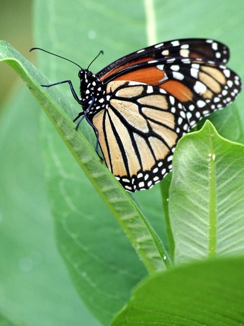 Monarch