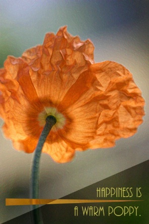 Happiness is a Warm Poppy