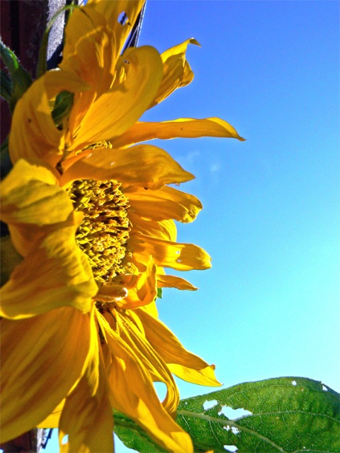 Sunflower 2