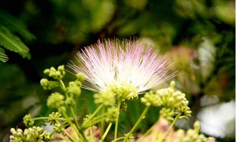 Mimosa Blossom with Open Aperture