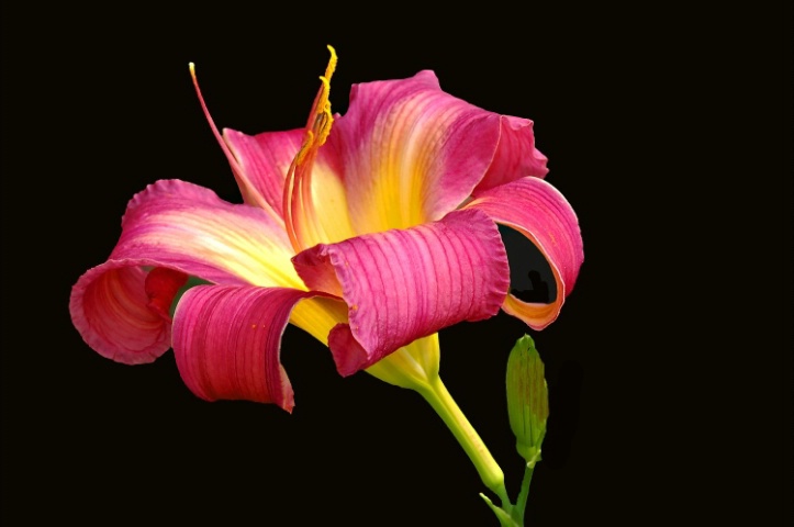 Pink Day lily