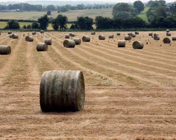 Hay Bales with Crows