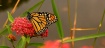 Butterfly 2