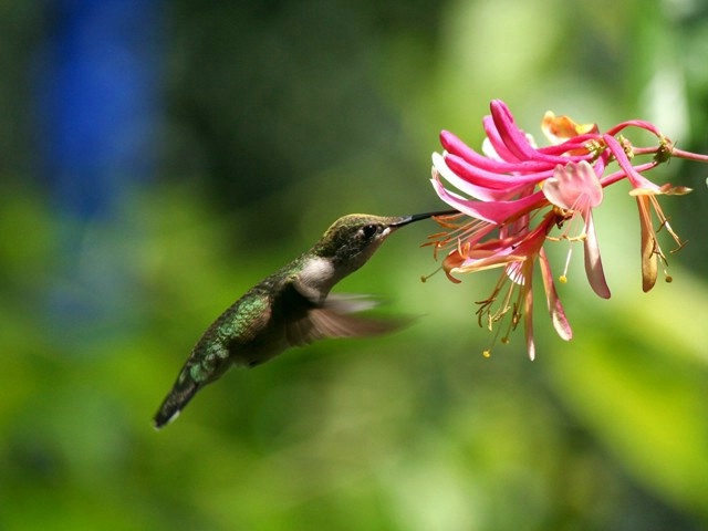 Feeding Time