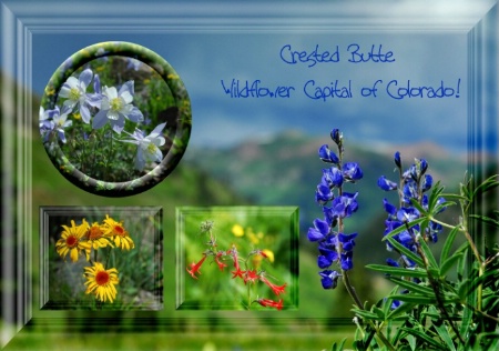 Crested Butte, Wildflower Capital of Colorado*