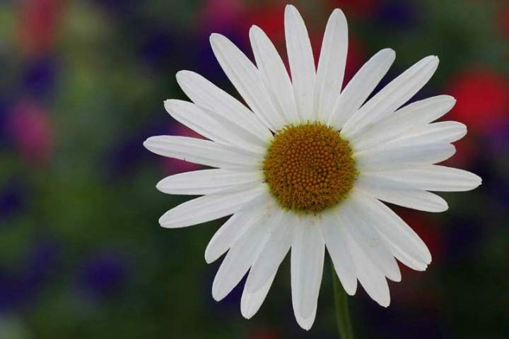 Horizontal daisy