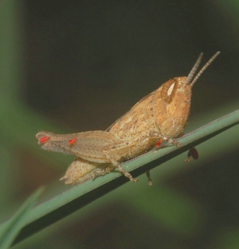 Grashopper