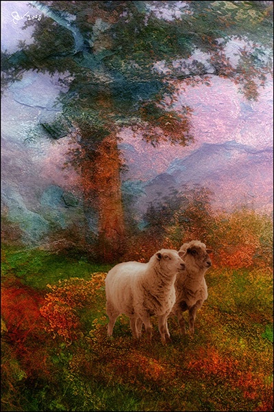Victorian Sheep