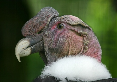 Andean Condor