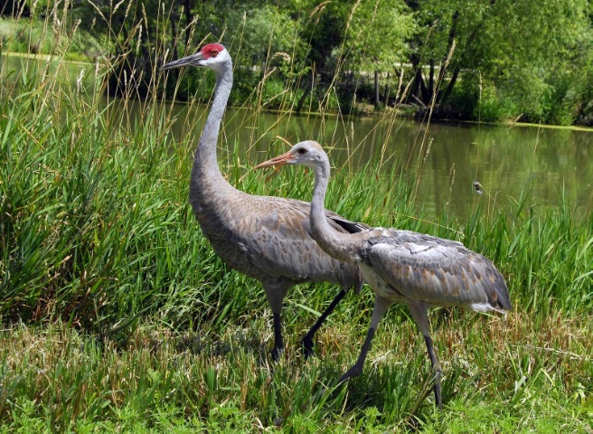 Sandhill Crane