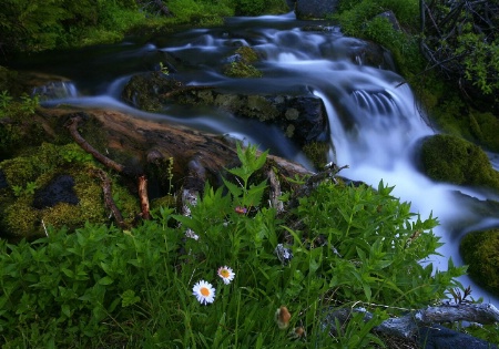 Peaceful Mountain Brook