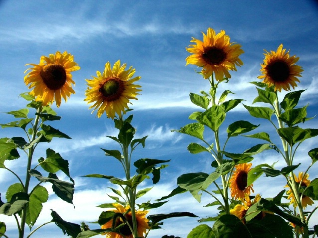 Sunflower Bouquet - ID: 2442032 © Stanley Singer