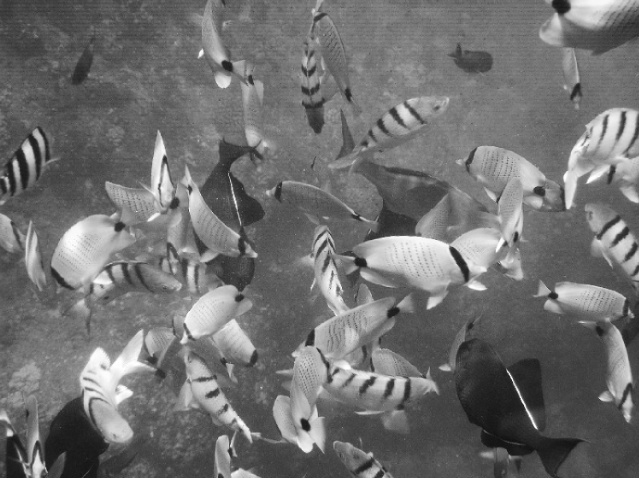 School of fish.. Makaha Caverns 04 B&W - ID: 2442348 © Anthony Cerimele