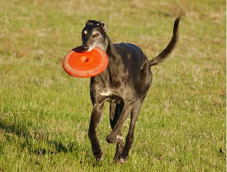Nero retrieving his favourite Frisbee