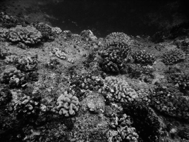 Under water spectacular sites 01 B&W - ID: 2442590 © Anthony Cerimele
