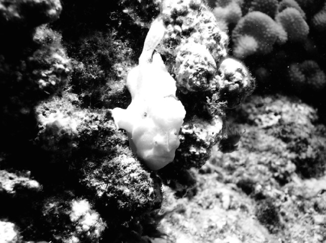 Under water spectacular sites 03 Frog fish B&W - ID: 2442593 © Anthony Cerimele