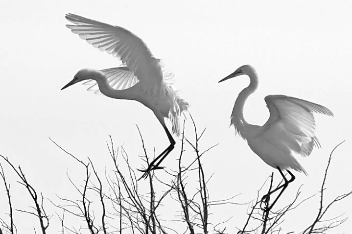 Egrets, Changed to B&W in Photoshop