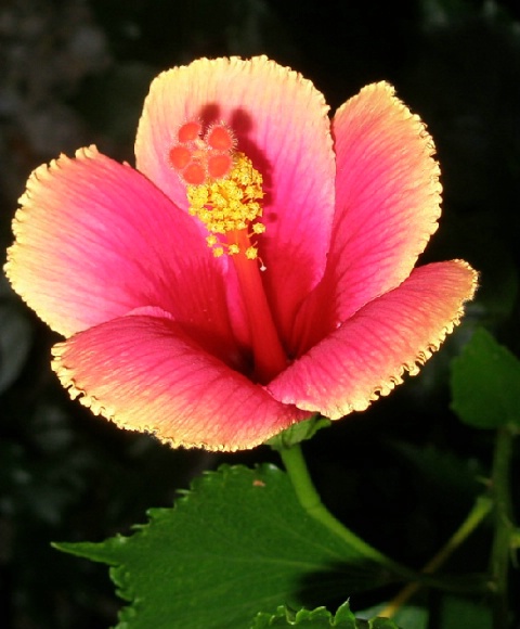 Hibiscus at Sundown