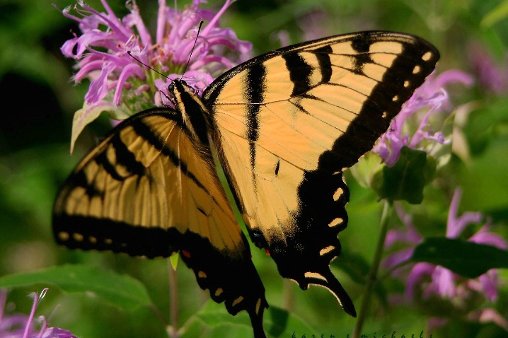 Eastern Swallowtail Butterfly - ID: 2444981 © Karen E. Michaels